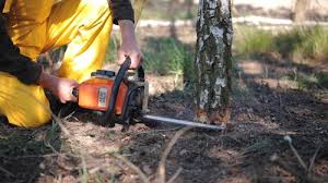 Best Arborist Consultation Services  in Highlands, TX